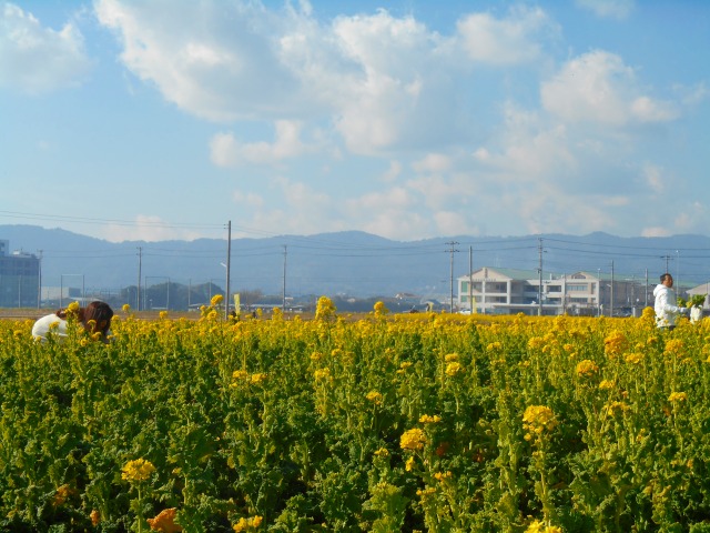 鴨川市菜な畑ロード