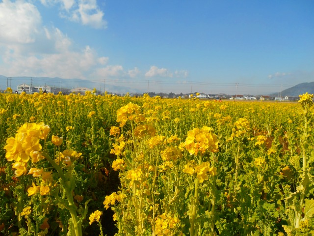 鴨川市菜な畑ロード