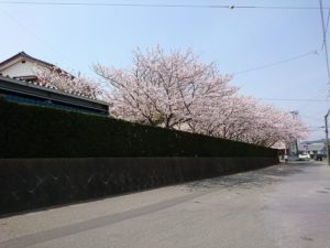 鴨川市横渚　観音寺さんの桜